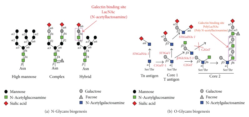 Galectins as new prognostic markers and potential therapeutic targets for advanced prostate cancers.