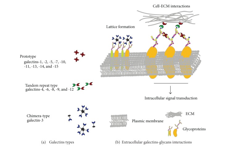 Galectins as new prognostic markers and potential therapeutic targets for advanced prostate cancers.