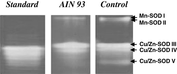 The antioxidant response of the liver of male Swiss mice raised on a AIN 93 or commercial diet.