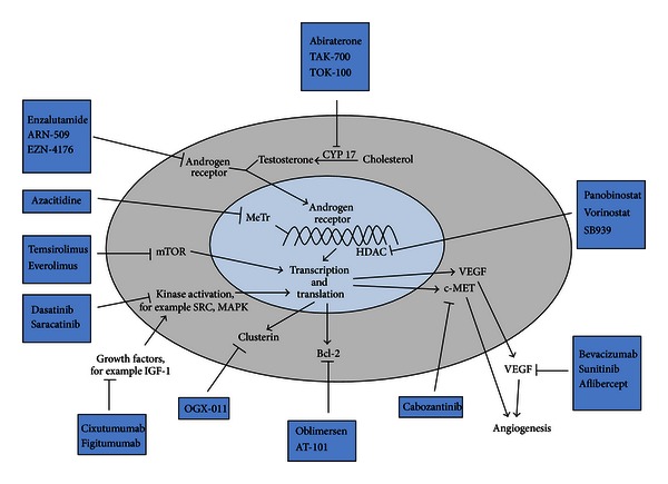 Emerging molecularly targeted therapies in castration refractory prostate cancer.