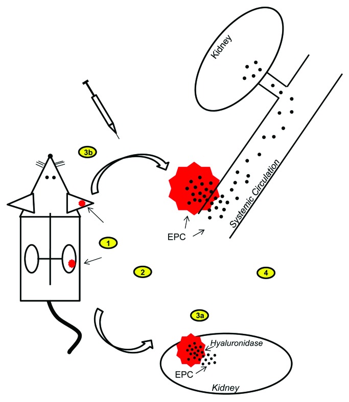 Delivery of EPC embedded in HA-hydrogels for treatment of acute kidney injury.