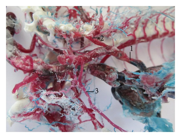 Abstract Image
