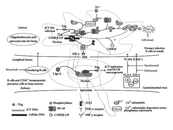 New insights on human polyomavirus JC and pathogenesis of progressive multifocal leukoencephalopathy.