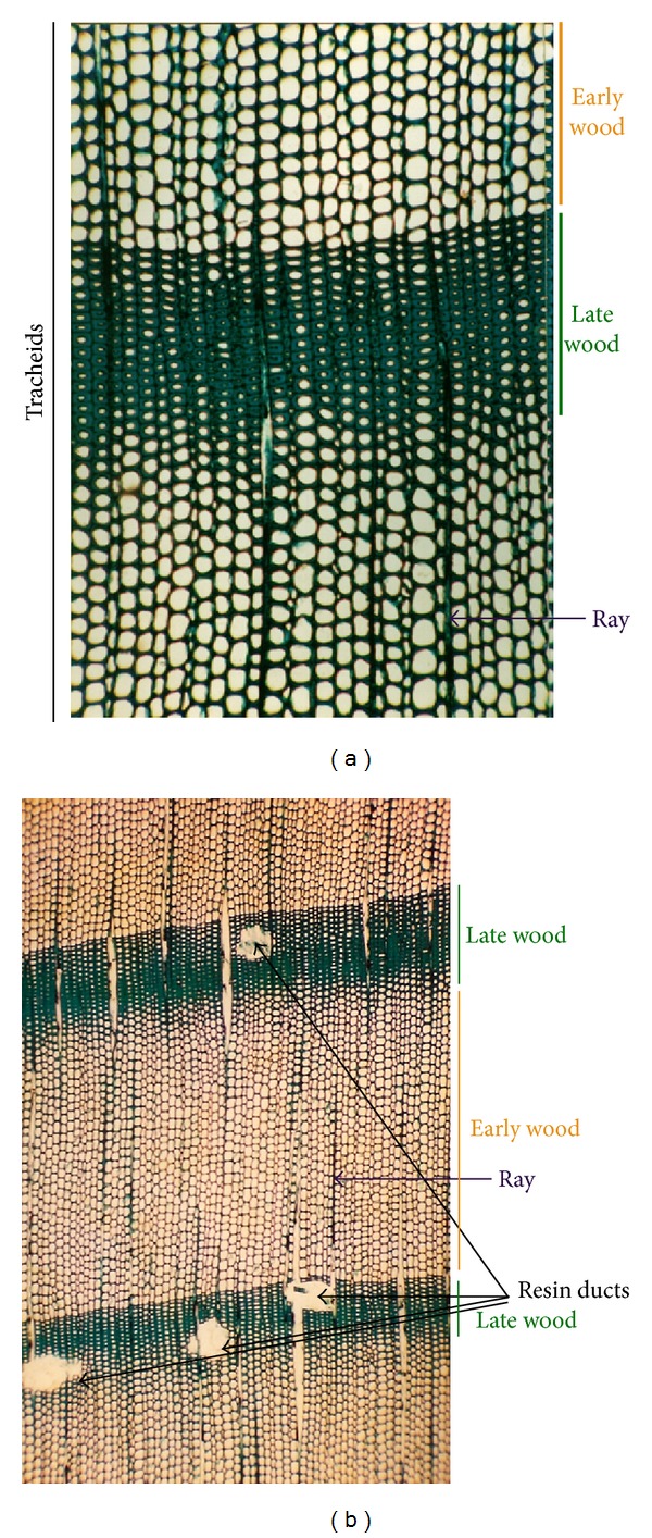 The transcriptomics of secondary growth and wood formation in conifers.