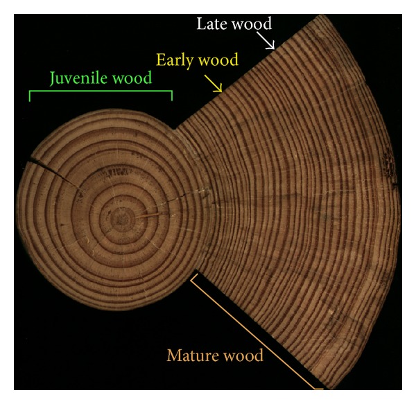 The transcriptomics of secondary growth and wood formation in conifers.