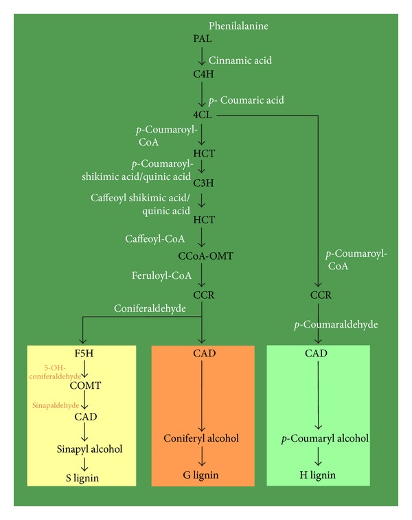 The transcriptomics of secondary growth and wood formation in conifers.