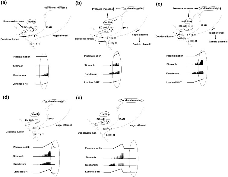 Interdigestive migrating motor complex -its mechanism and clinical importance.