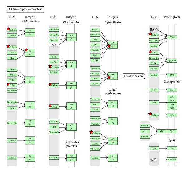 Gene expression profile analysis of t1 and t2 breast cancer reveals different activation pathways.