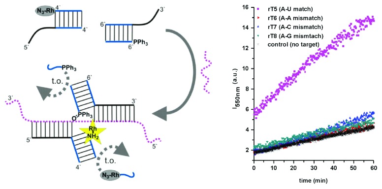 Nucleic acid sensing by an orthogonal reporter system based on homo-DNA.