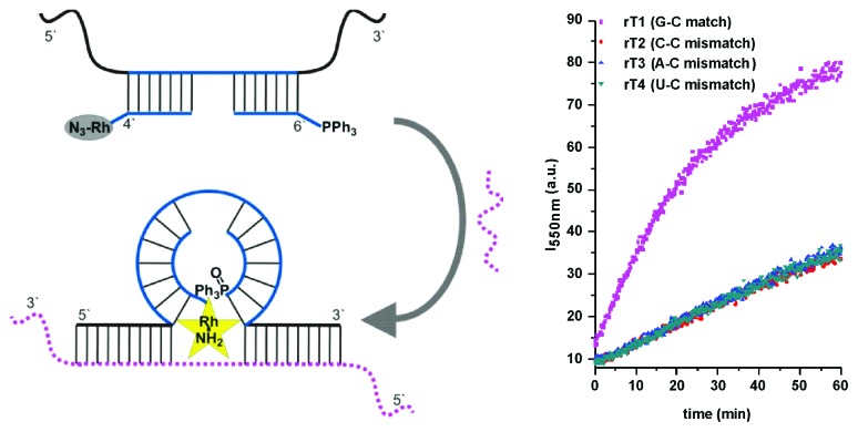 Nucleic acid sensing by an orthogonal reporter system based on homo-DNA.