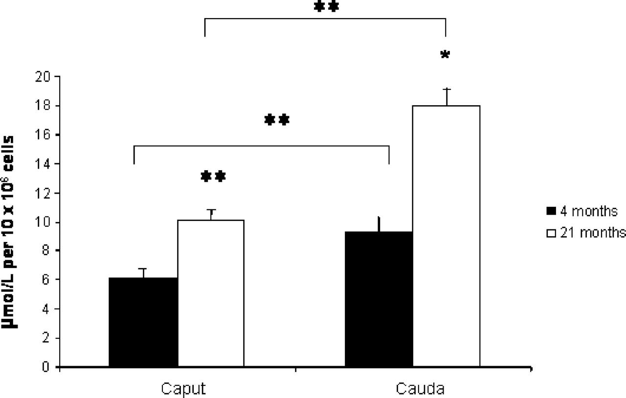 Spermatozoa Have Decreased Antioxidant Enzymatic Capacity and Increased Reactive Oxygen Species Production During Aging in the Brown Norway Rat