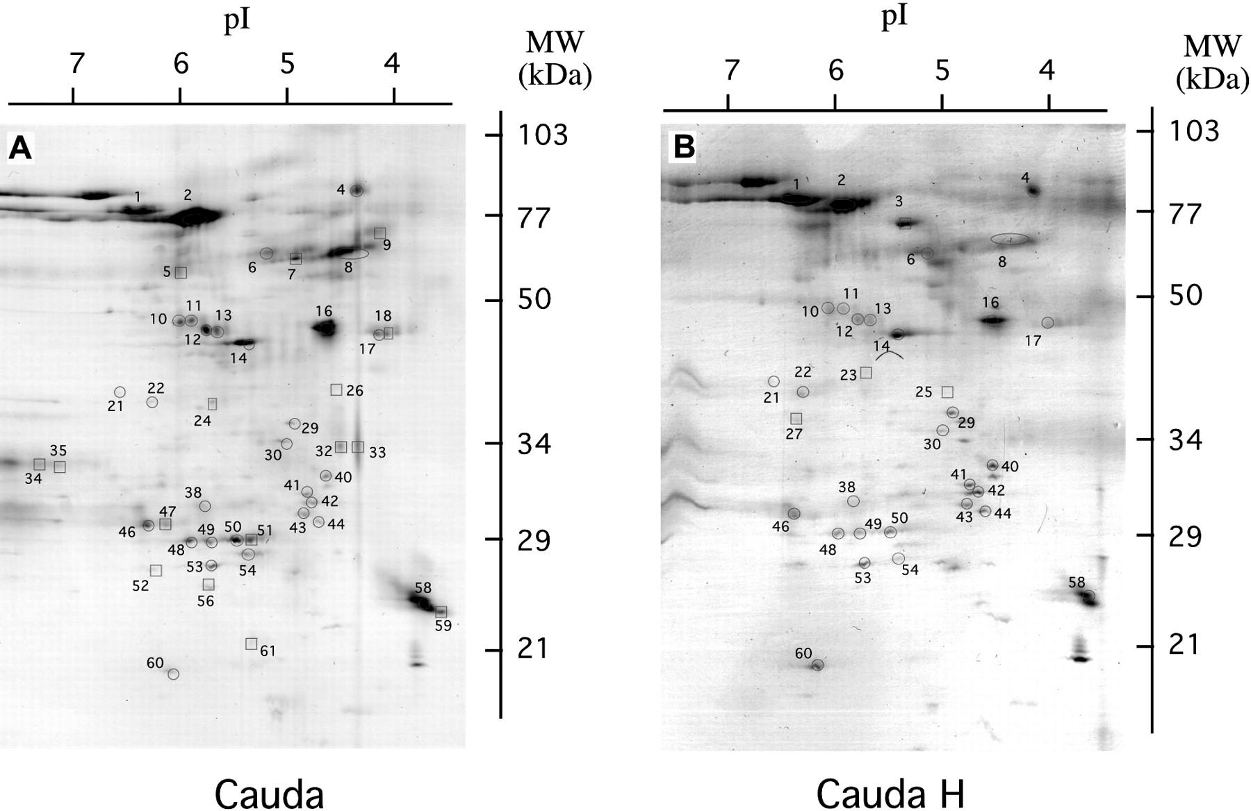 Hormonal Regulation of Bovine Secretory Proteins Derived From Caput and Cauda Epididymal Epithelial Cell Cultures