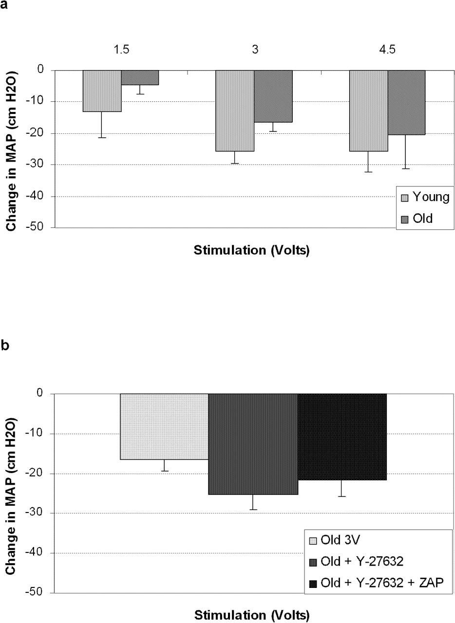 Rho-kinase Inhibition Improves Erectile Function in Aging Male Brown-Norway Rats