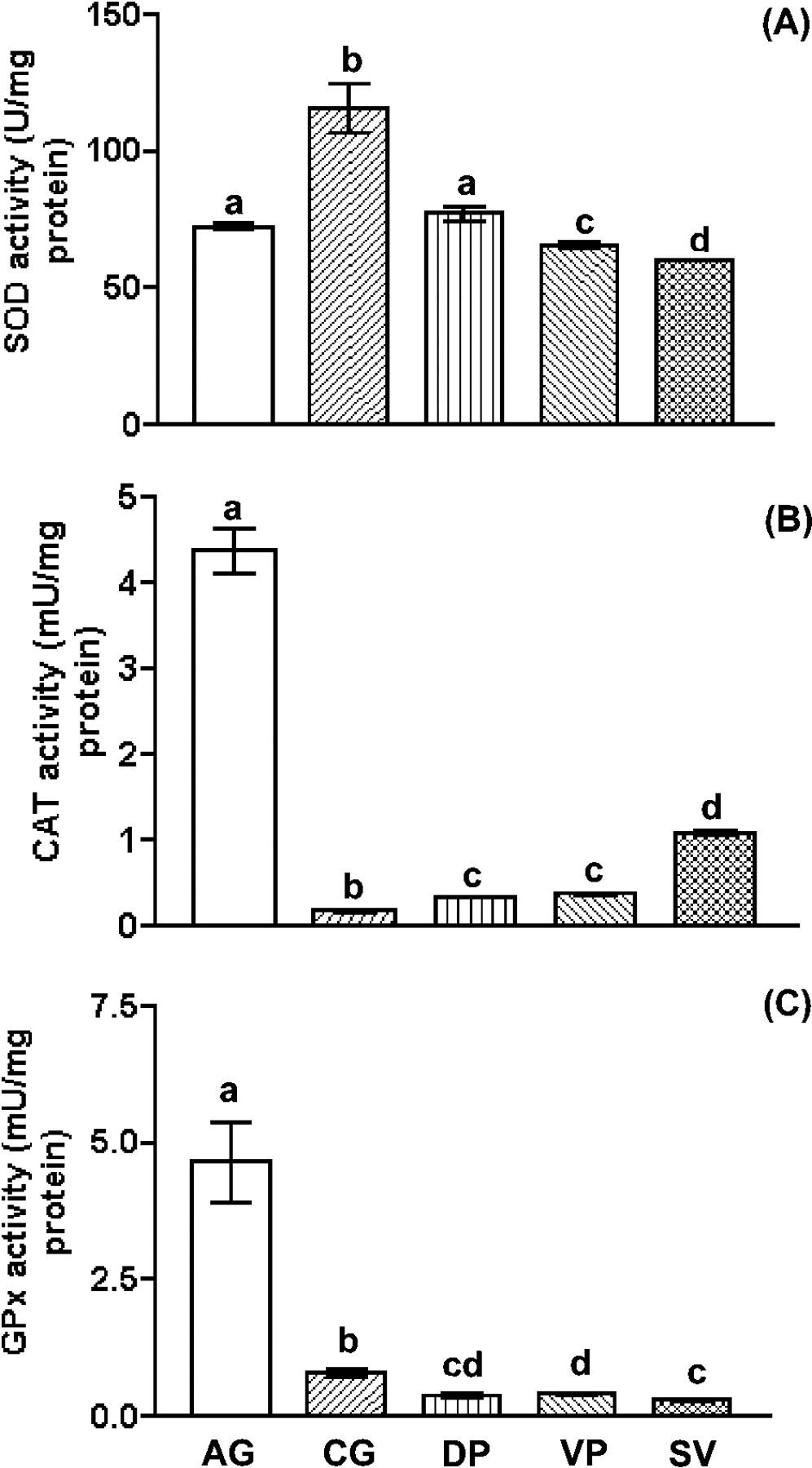 Male Genital Tract Antioxidant Enzymes: Their Source, Function in the Female, and Ability to Preserve Sperm DNA Integrity in the Golden Hamster