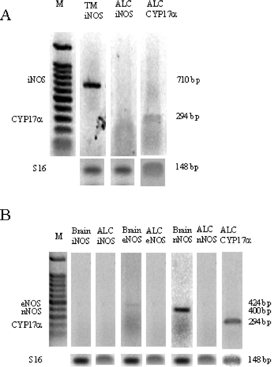 Paracrine Modulation of Androgen Synthesis in Rat Leydig Cells by Nitric Oxide