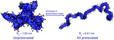 Structural and dynamical properties of polyethylenimine in explicit water at different protonation states: a molecular dynamics study†