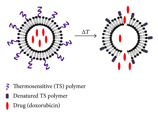 Recent developments in liposome-based veterinary therapeutics.