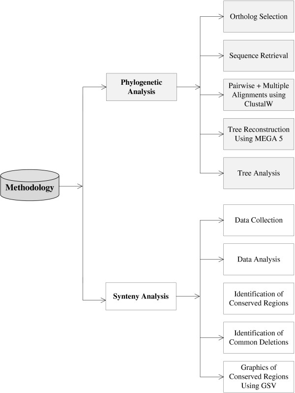 Exploring evolution of brain genes involved in microcephaly through phylogeny and synteny analysis.