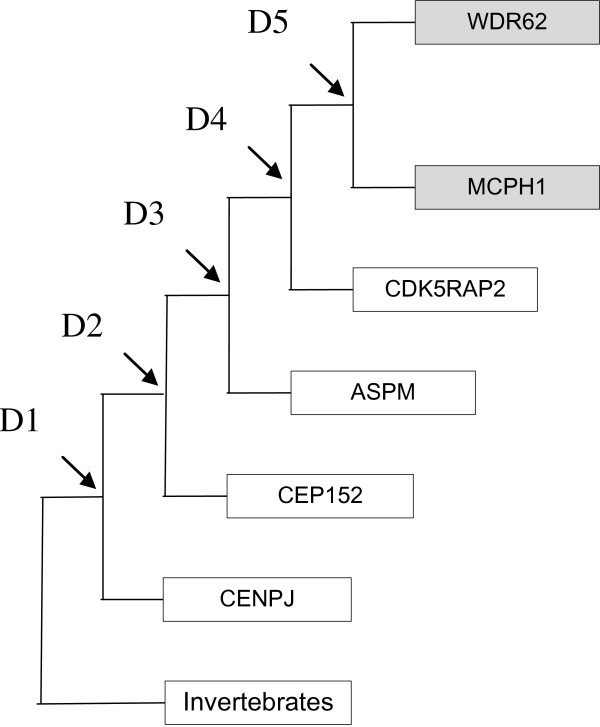 Exploring evolution of brain genes involved in microcephaly through phylogeny and synteny analysis.