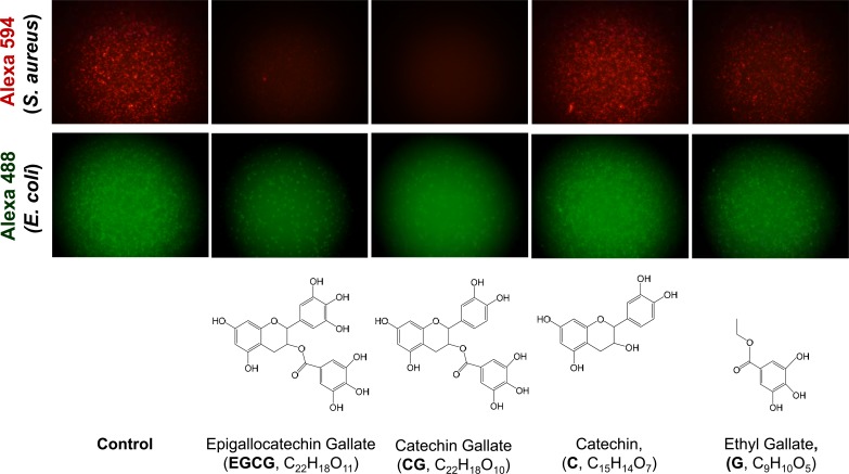 Green tea catechins quench the fluorescence of bacteria-conjugated Alexa fluor dyes.