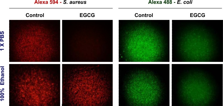 Green tea catechins quench the fluorescence of bacteria-conjugated Alexa fluor dyes.