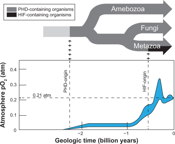 Prolyl-hydroxylase 3: Evolving Roles for an Ancient Signaling Protein.