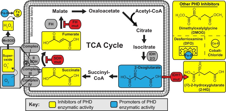 Prolyl-hydroxylase 3: Evolving Roles for an Ancient Signaling Protein.