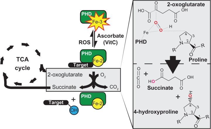 Prolyl-hydroxylase 3: Evolving Roles for an Ancient Signaling Protein.