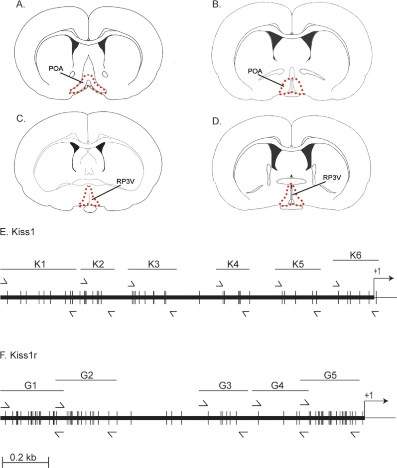 Changes in methylation patterns of kiss1 and kiss1r gene promoters across puberty.