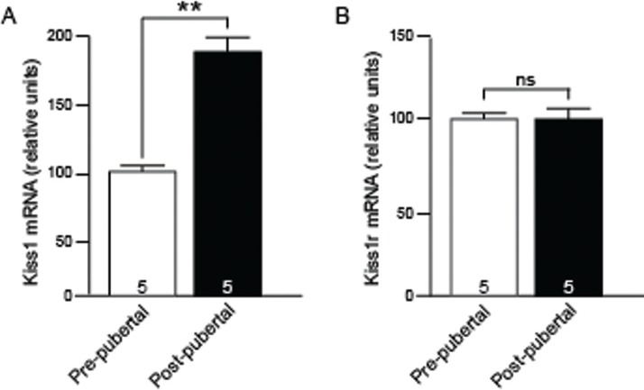 Changes in methylation patterns of kiss1 and kiss1r gene promoters across puberty.