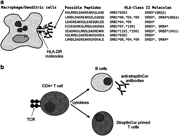 StreptInCor: a model of anti-Streptococcus pyogenes vaccine reviewed.