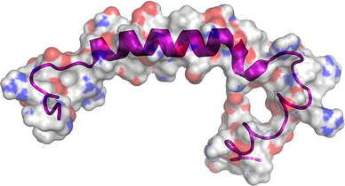 StreptInCor: a model of anti-Streptococcus pyogenes vaccine reviewed.