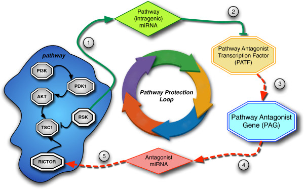 A systematic analysis of a mi-RNA inter-pathway regulatory motif.