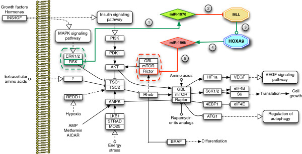 A systematic analysis of a mi-RNA inter-pathway regulatory motif.