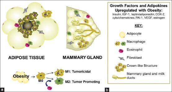 Obesity, metabolism and the microenvironment: Links to cancer.