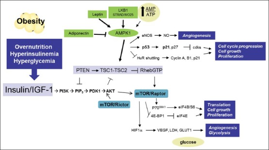 Obesity, metabolism and the microenvironment: Links to cancer.