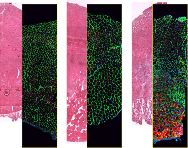 Restoration versus reconstruction: cellular mechanisms of skin, nerve and muscle regeneration compared.