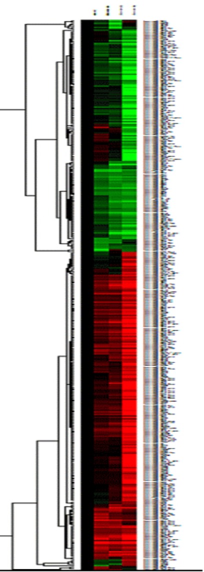 MicroRNA profiling of tacrolimus-stimulated Jurkat human T lympocytes.