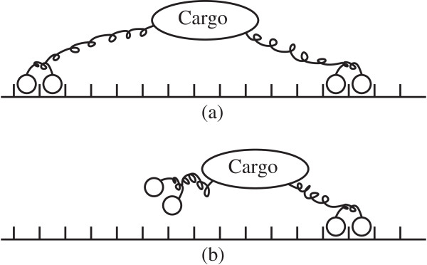 An exact approach for studying cargo transport by an ensemble of molecular motors.