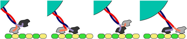 An exact approach for studying cargo transport by an ensemble of molecular motors.