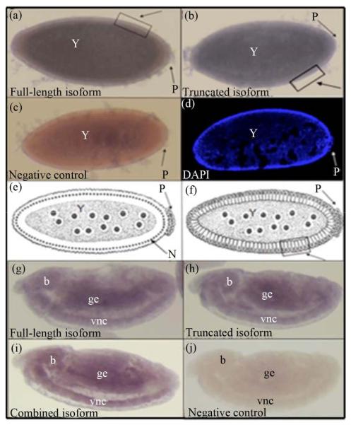 A molecular, phylogenetic and functional study of the <i>dADAR</i> mRNA truncated isoform during <i>Drosophila</i> embryonic development reveals an editing-independent function.