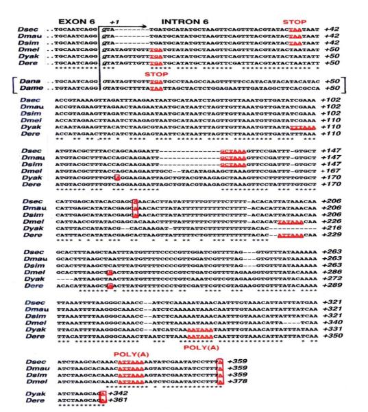 A molecular, phylogenetic and functional study of the <i>dADAR</i> mRNA truncated isoform during <i>Drosophila</i> embryonic development reveals an editing-independent function.