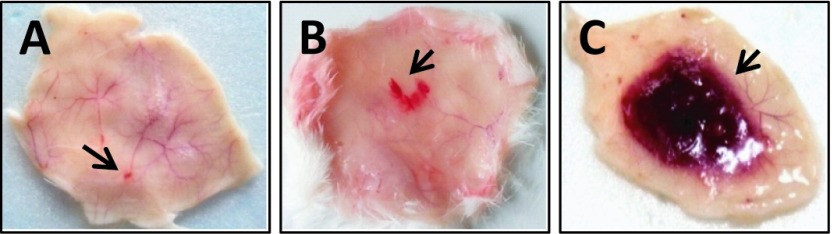 Biochemical and biological characterization of Naja kaouthia venom from North-East India and its neutralization by polyvalent antivenom.