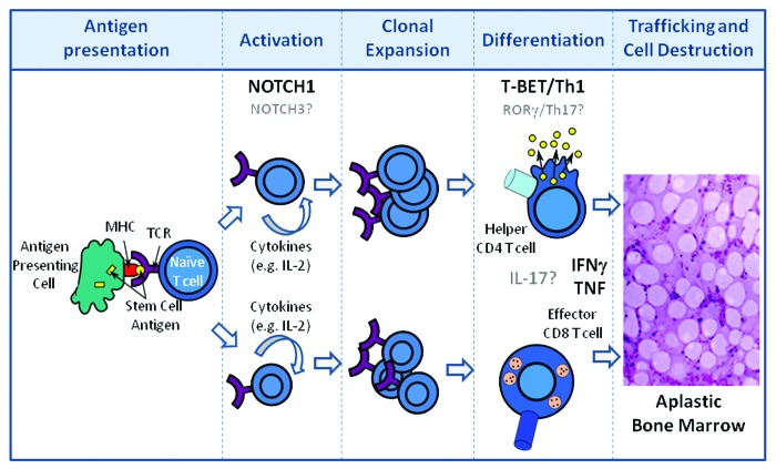 NOTCH signaling in immune-mediated bone marrow failure of aplastic anemia.