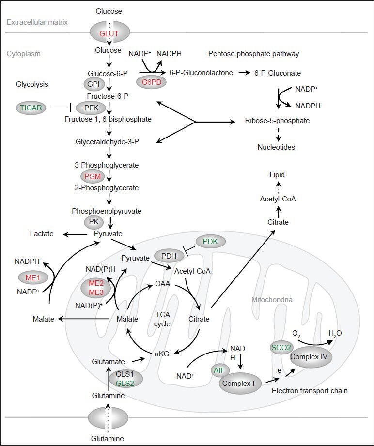 p53 and regulation of tumor metabolism.