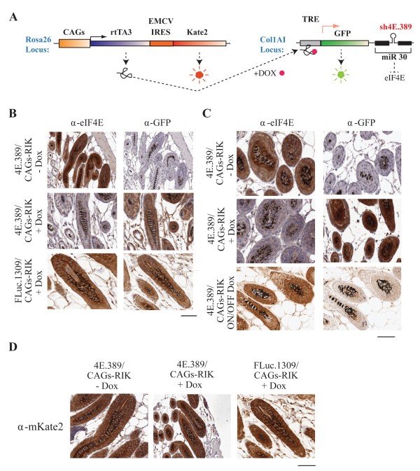 Suppression of eukaryotic initiation factor 4E prevents chemotherapy-induced alopecia.