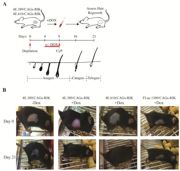 Suppression of eukaryotic initiation factor 4E prevents chemotherapy-induced alopecia.