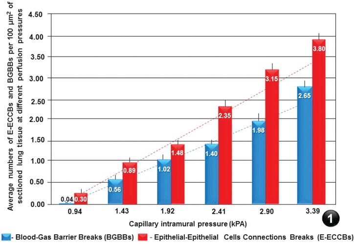 Study of Stress Induced Failure of the Blood-gas Barrier and the Epithelial-epithelial Cells Connections of the Lung of the Domestic Fowl, Gallus gallus Variant Domesticus after Vascular Perfusion.