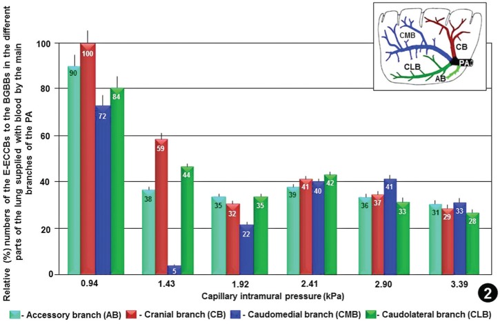 Study of Stress Induced Failure of the Blood-gas Barrier and the Epithelial-epithelial Cells Connections of the Lung of the Domestic Fowl, Gallus gallus Variant Domesticus after Vascular Perfusion.