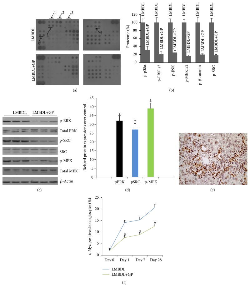 Protective Effects of Guava Pulp on Cholestatic Liver Injury.